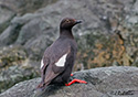 Cepphus columba